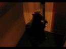 filipon-le-con-chat-dr-le-.html