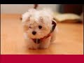 Cutest Yet ANIMAL BABIES Your Awwww For The Day
