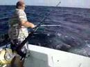 Kevin reeling in a Dolphin
