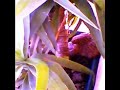 Ninho de Falc�es Peneireiros no Prior Velho, Portugal - #2