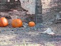 Ruger 10/22 Full Auto Exploding Target Pumpkin killing Ruger 10/22 Full Auto Exploding Target Pumpkin killing