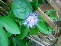 Passiflora Incarnata (1 of ?)