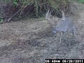 Missouri Trophy Whitetail Deer nice 10 Pt Buck. 