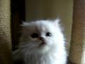 Dumbledore du Grand Nocq : persan chinchilla/silver