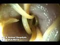 Roundworm inside cat\