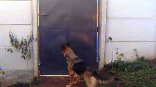 Cachorro pulando muro