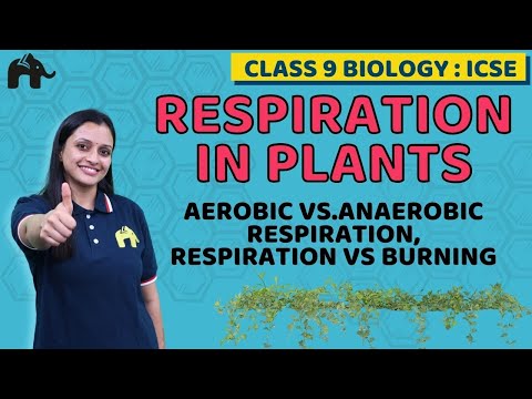 Respiration in Plants Class 9 ICSE Biology  | Selina Chapter 7| Aerobic vs.Anaerobic Respiration