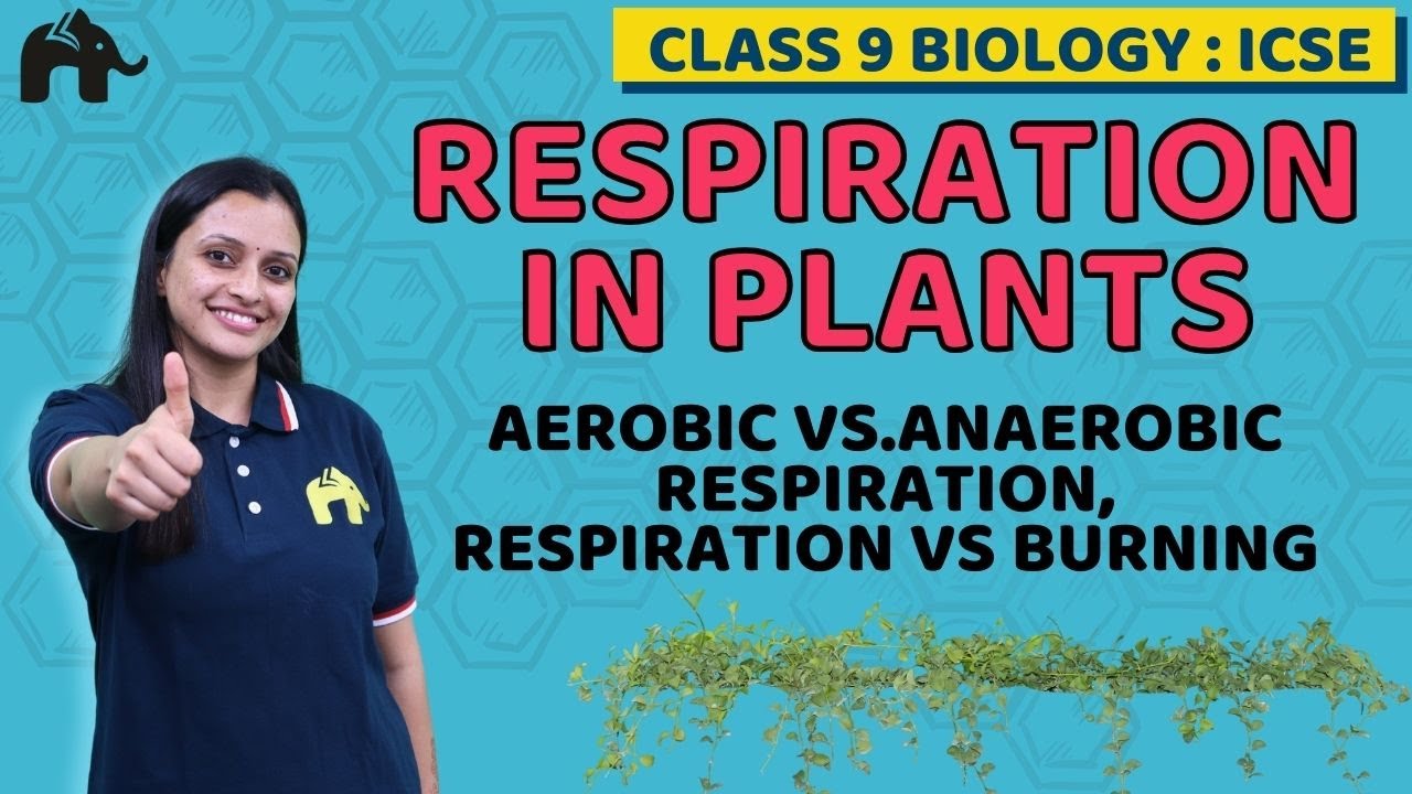 Respiration in Plants Class 9 ICSE Biology  | Selina Chapter 7| Aerobic vs.Anaerobic Respiration