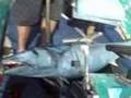 fishing christmas island big big wahoo