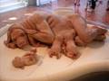 videos de Weird pics i found