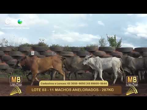 533� LEIL�O VIRTUAL MB LEIL�ES