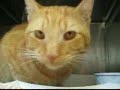 Jerry the cat