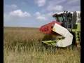 CLAAS MEDION 340 IS HARVESTING THE CANOLA(COLZA,RAPS) 2008..!!! COMBINE HARVESTER BİÇERDÖVER