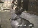 If you like dogs you will love this www.edcwolrdwealth.com If you like dogs you will love this www.edcwolrdwealth.com