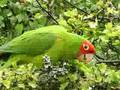 Parrots 2008 - Late Season