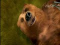 Coca-Cola Zero Urso