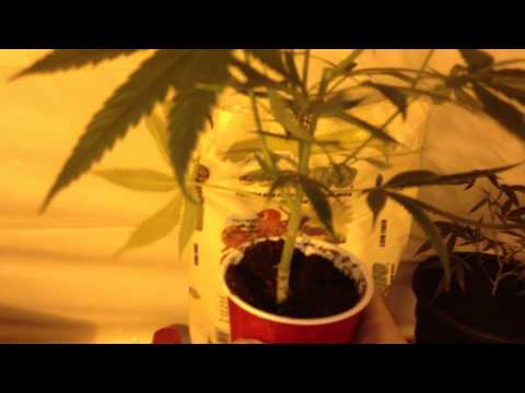 how to transplant weed