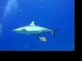 Sharks!