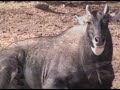 El Paso Zoo (Zoo Tycoon 2) By Alfonzoo Loya