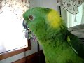 Zpívající papoušek