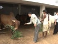 Click to View : Goshala at Bagru