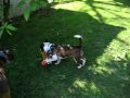 2010-02-23 | Boxer & Queensland Heeler - Keep Away w/ Dog Toy ~> My dog, a Queensland Heeler mix (we think she is a heeler/boxer) playing with my friends Boxer. (<span>0:)