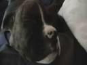 Jager Snoring.wmv Jager Snoring.wmv