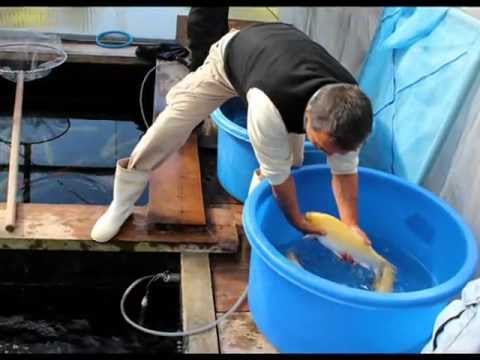 www.koi-karpfen-center.net 1