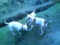 my 2 staffies and my mums staffie cross jack russell playin with a stick
