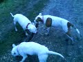 my 2 staffies and my mums staffie cross jack russell playin with a stick