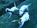 my 2 staffies and my mums staffie cross jack russell playin with a stick