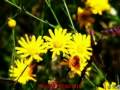 L'AMOUREUSE BY