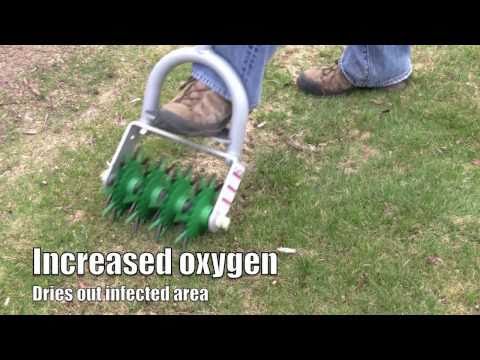 how to replant dead grass