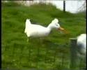Dog eat Duck