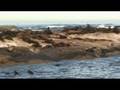 Afrique du Sud 2008: Les otaries à fourrure du Cap