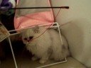Fairy Dew Silver Persian Cats