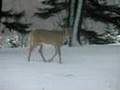deer walking in winter wonderland