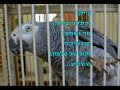 Chico the Hebrew Speaking parrot