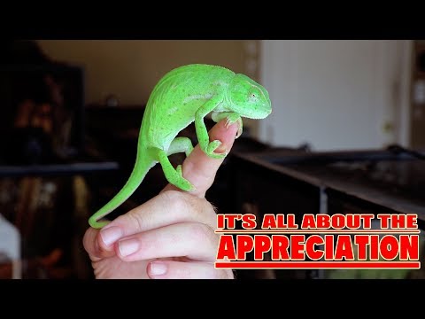 YouTube reptile video