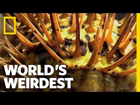 World's Weirdest - Poisonous Pufferfish vs. Eel