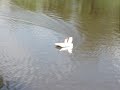 Aerobarco - airboat