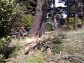 Pine Felling Bore cut Leaner