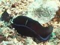 Creature ID, win a free DVD www.saipanscuba.blogspot.com Creature ID, win a free DVD www.saipanscuba.blogspot.com