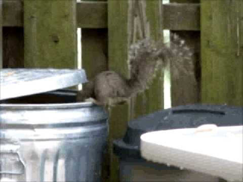 how to fill squirrel holes