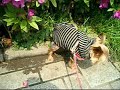 Every day is walking-days.