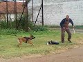 Malinois Boom Bite Work