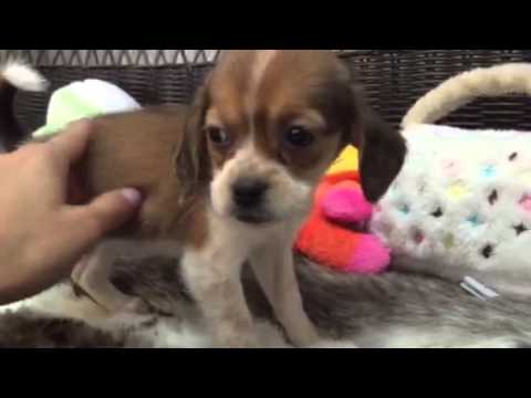 Adorable sweet puggle girl!