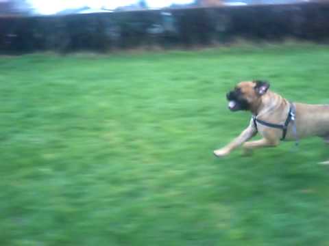 bullmastiff