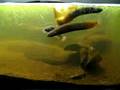 Mudfish