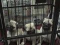 Thai Pug Puppy - So cute Thai Pug Puppy - So cute